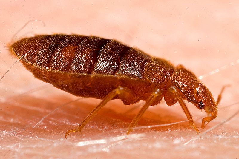 File:Adult bed bug, Cimex lectularius.jpg