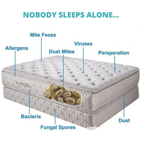 mattress dust mites